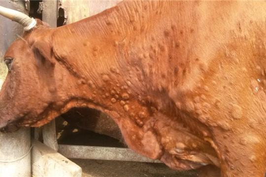 ОСТОРОЖНО! Заразный узелковый дерматит крупного рогатого скота. Чем опасно заболевание?.